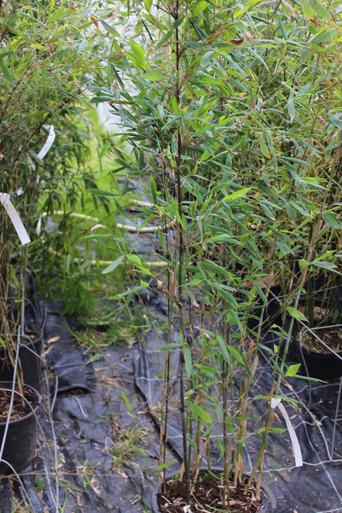 Aufrechter Gartenbambus, Fargesia nitida Aurora