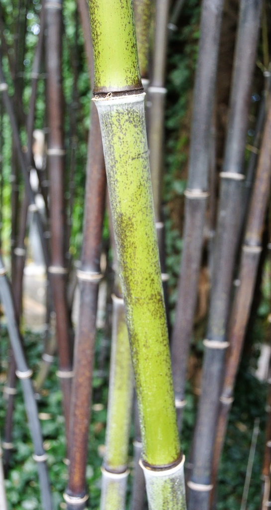 Schwarzer Bambus, Phyllostachys nigra