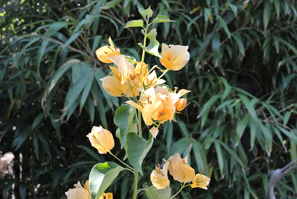 Bougainvillea glabra - Drillingsblume