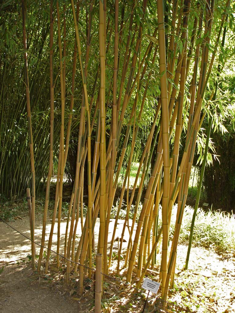 Golden Brillant Bambus, Phyllostachys bambusoides Castillonis