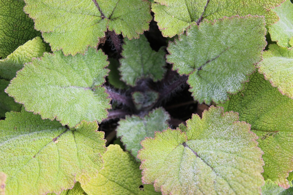 Muskateller-Salbei, Salvia sclarea