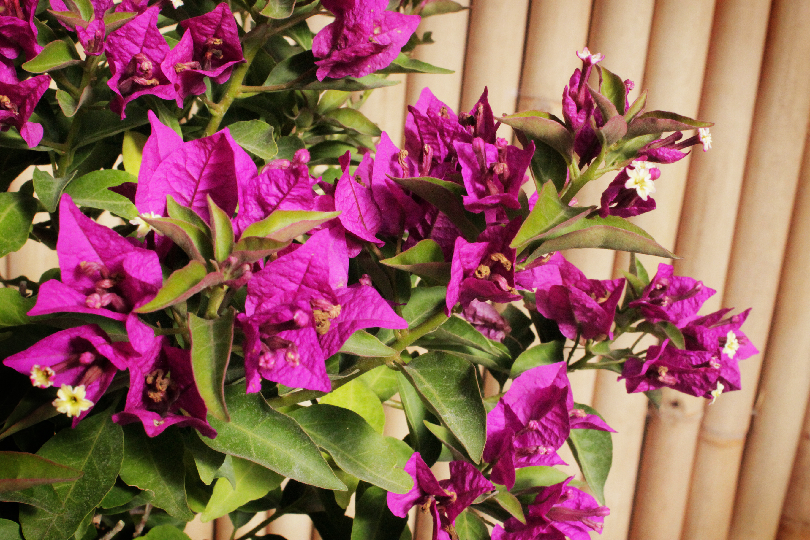 Bougainvillea glabra - Drillingsblume