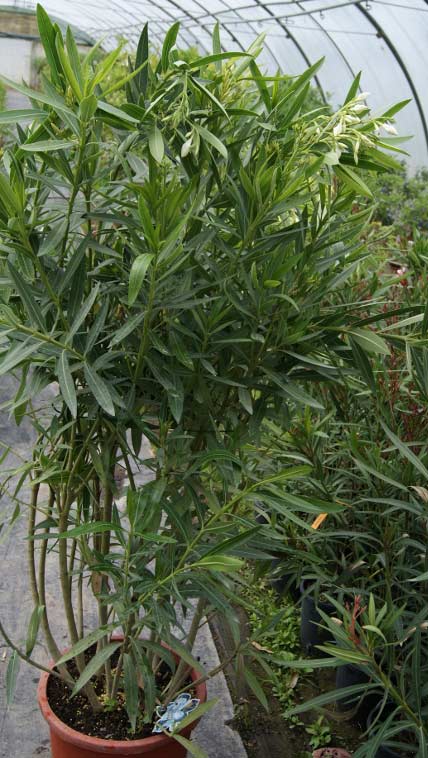 Oleander, Nerium oleander