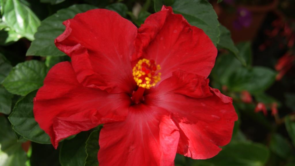 Hibiscus rosa-sinensis, Roseneibisch