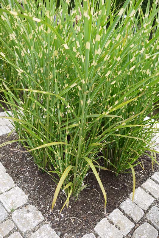 Zebra-Chinaschilf, Miscanthus sinensis Zebrinus