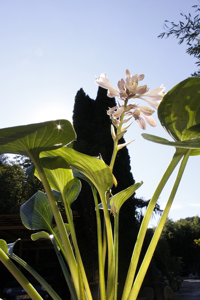 Große Graublatt-Funkie, Hosta nigrescens Krossa Regal