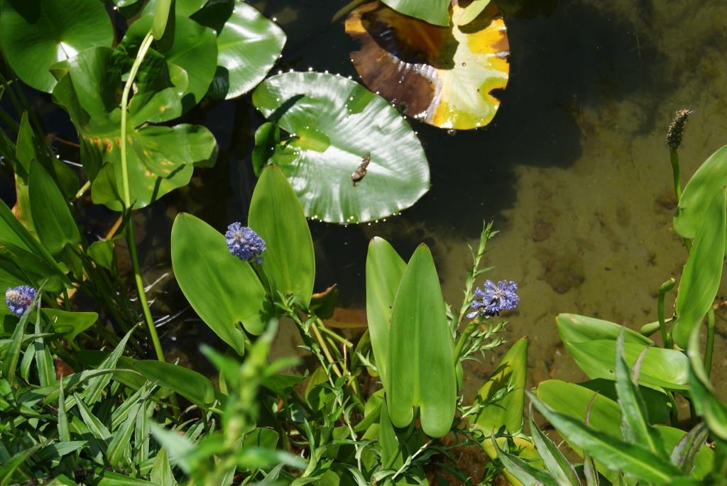 Pontederia cordata, Hechtkraut