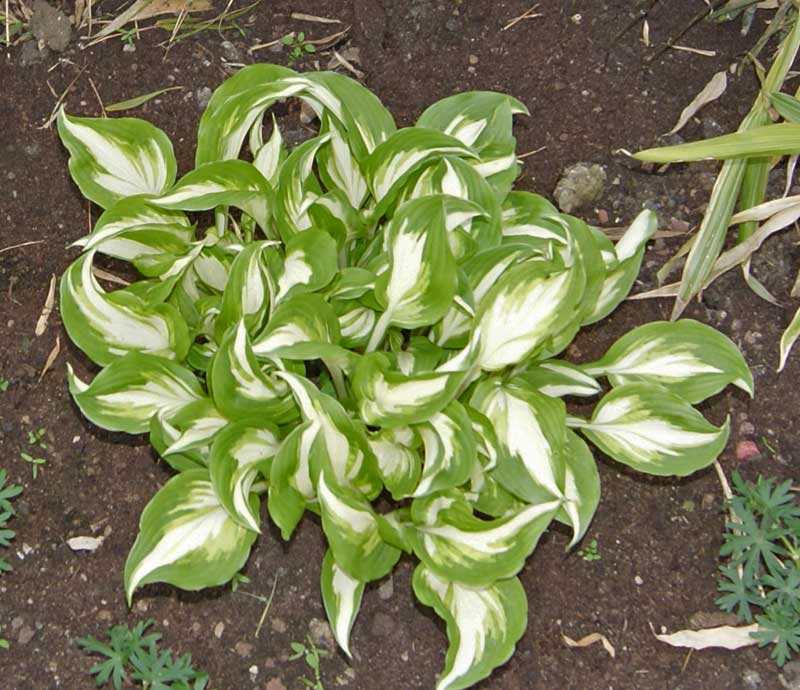 Hosta x fortunei Summer Music