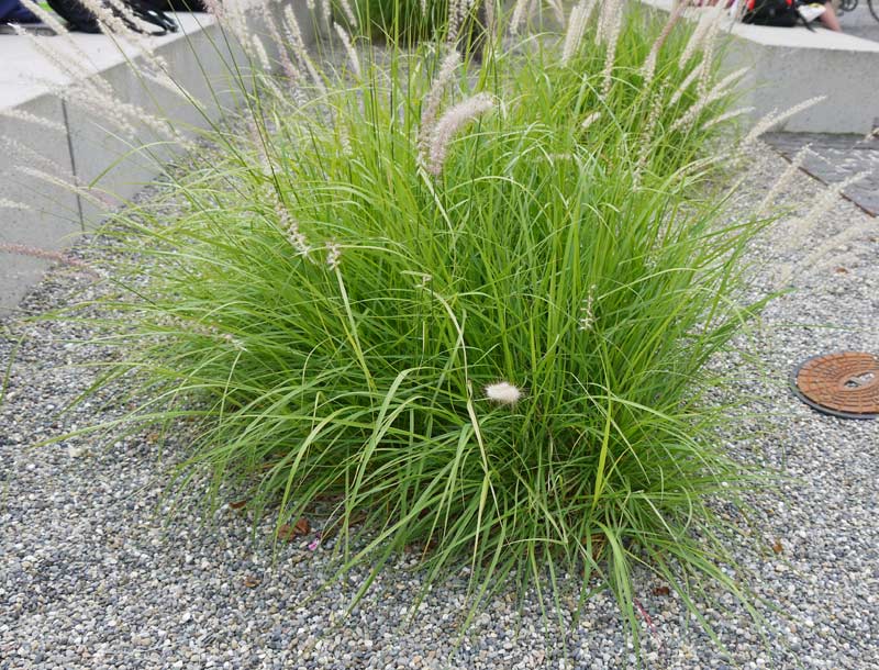 Federborstengras Compressum, Pennisetum alopecuroides compressum