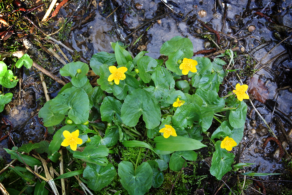 Caltha palustris, Sumpfdotterblume