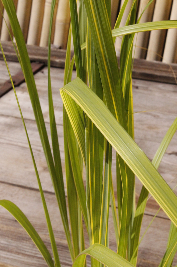 Goldbandgras, Spartina pectinata aureomarginata