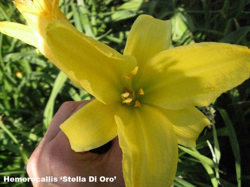 Taglilie, Hemerocallis in Sorten