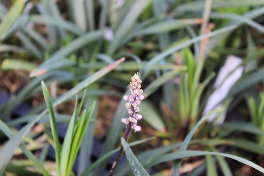 Glöckchentraube - Liriope muscari Money Maker