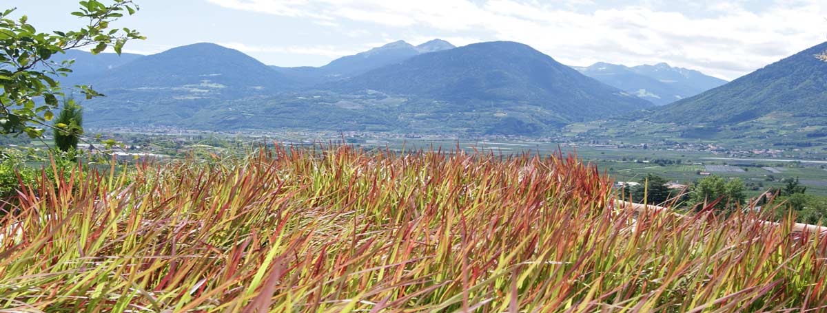 Japanisches Blutgras, Imperata cylindrica Red Baron