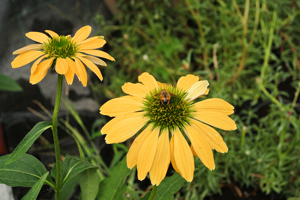 Sonnenhut, Echinacea purpurea in Sorten