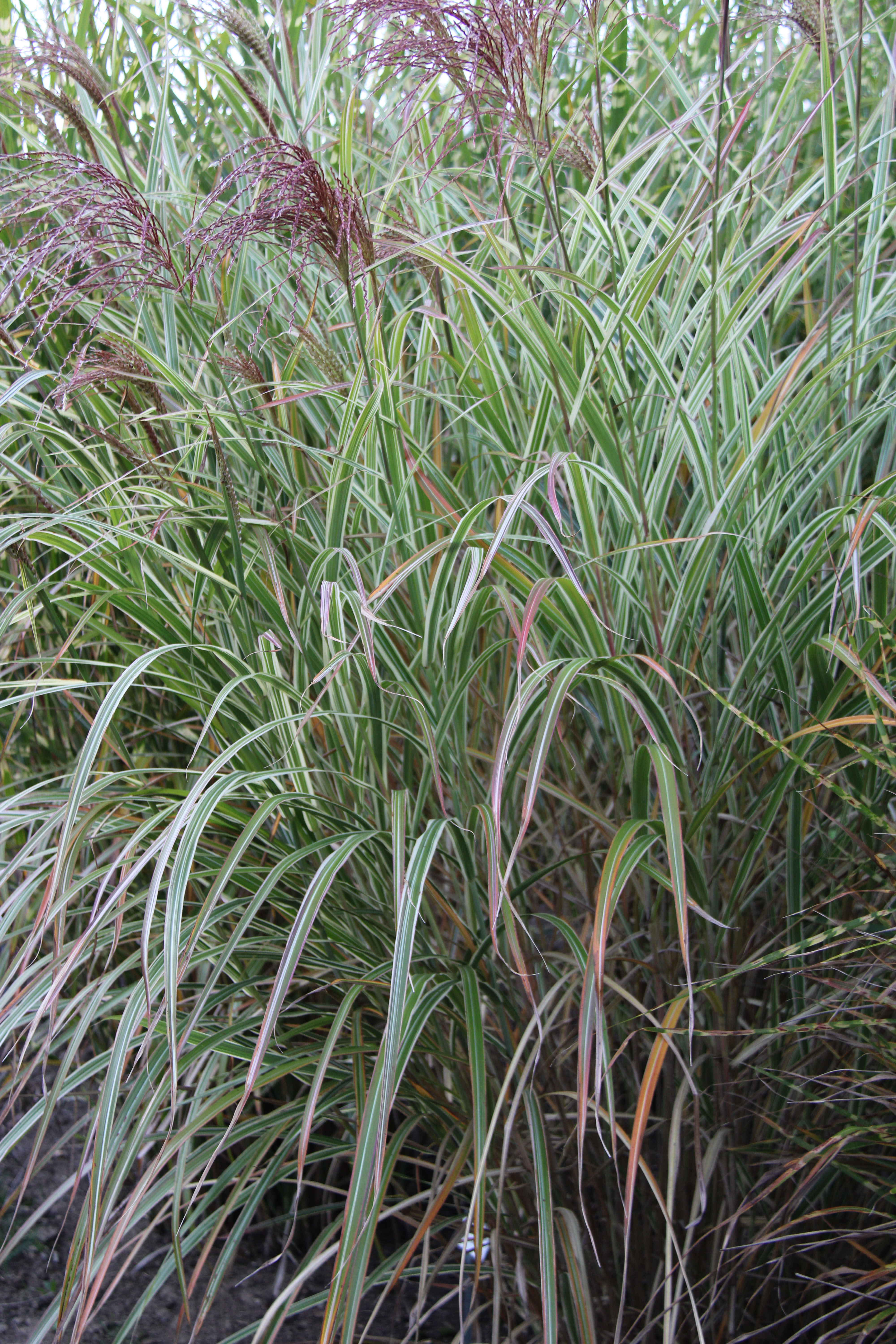 Weißbuntes Chinaschilf, Miscanthus sinensis Variegatus