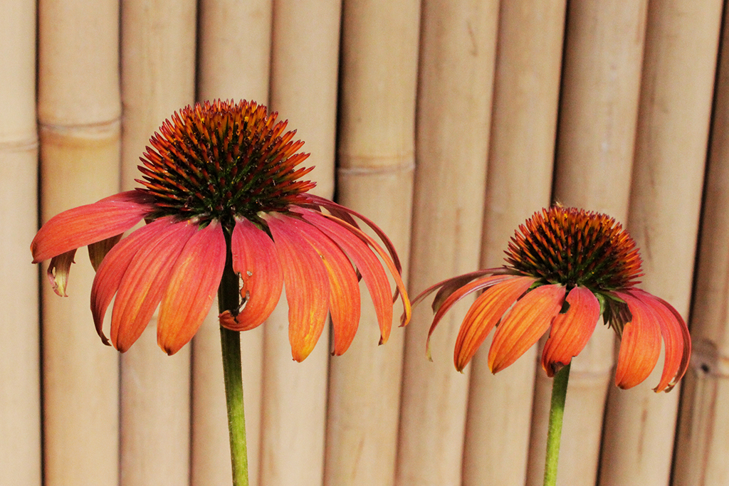 Sonnenhut, Echinacea purpurea in Sorten