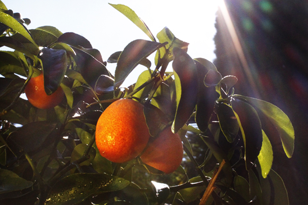 Citrofortunella mitis, Calamondin