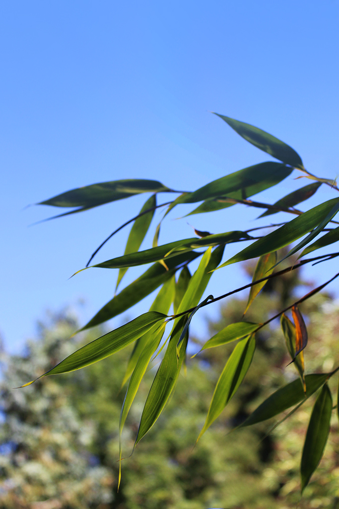 Fargesia robusta Robusta