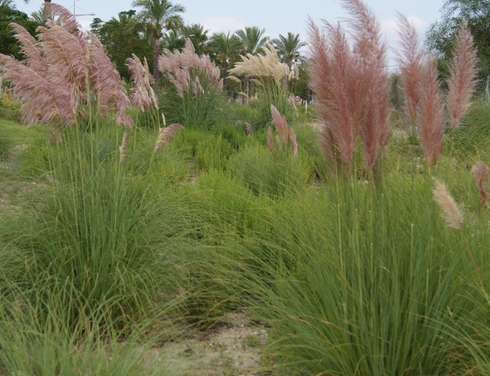 Pampasgras Rosafeder, Cortaderia selloana Rosafeder