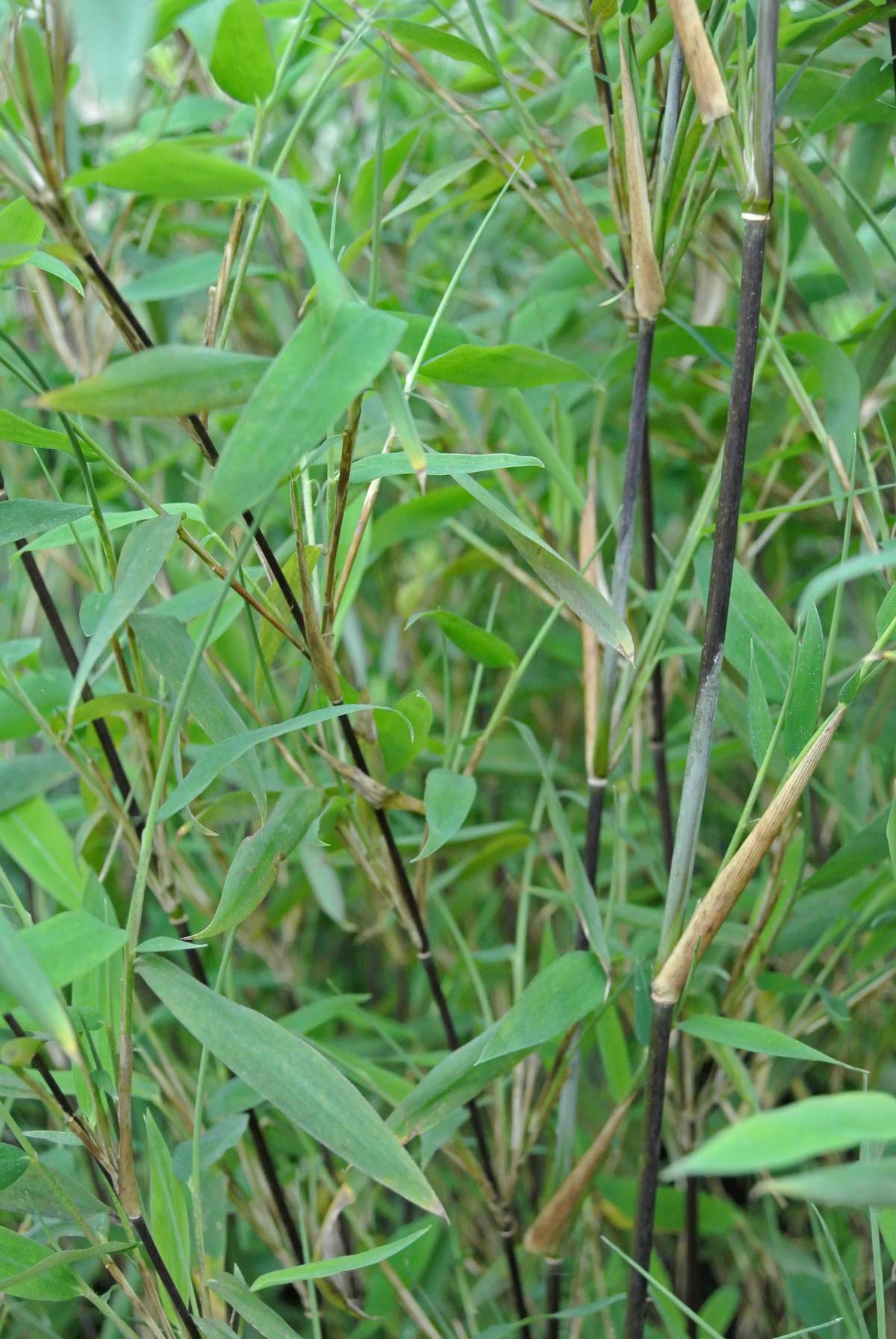 Kugeliger Bambus, Fargesia nitida Volcano