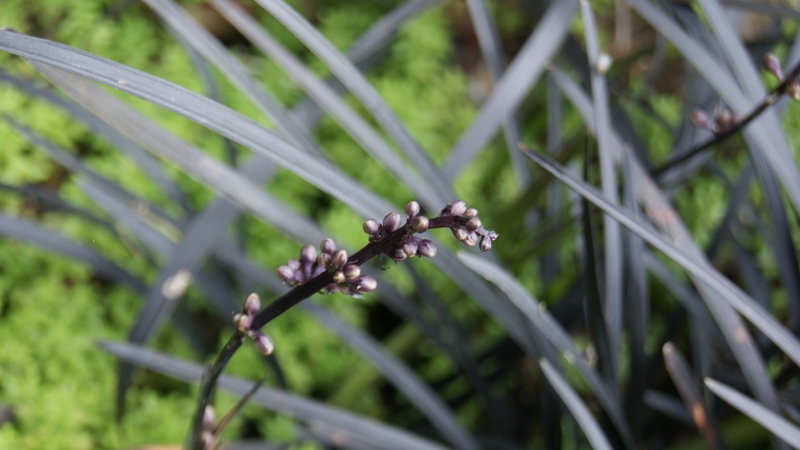 Schwarzer Schlangenbart, Ophiopogon planiscapus nigrescens