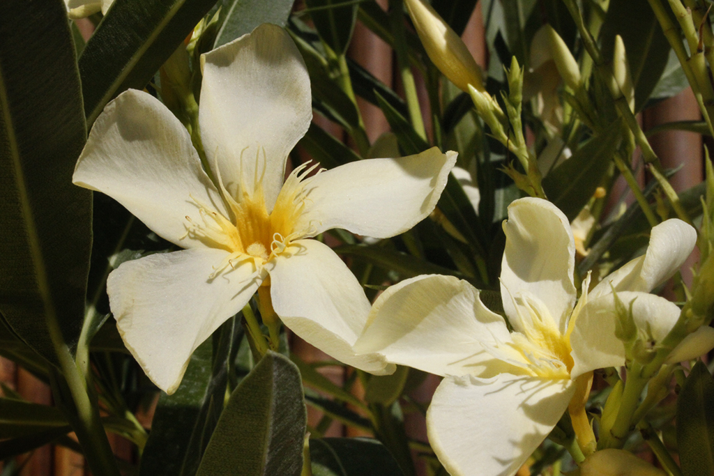 Oleander, Nerium oleander