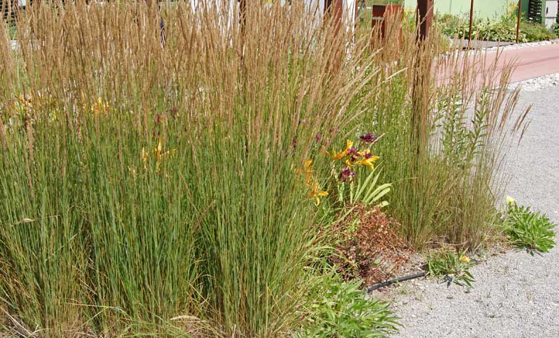 Reitgras, Calamagrostis x acutiflora Karl Förster