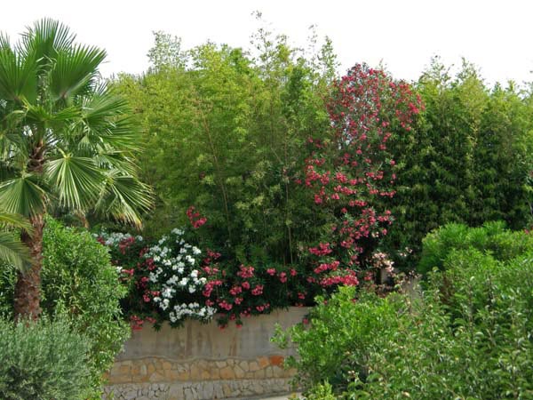 Oleander, Nerium oleander