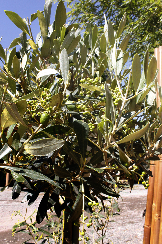 Olivenbaum Strauch, Olea europea