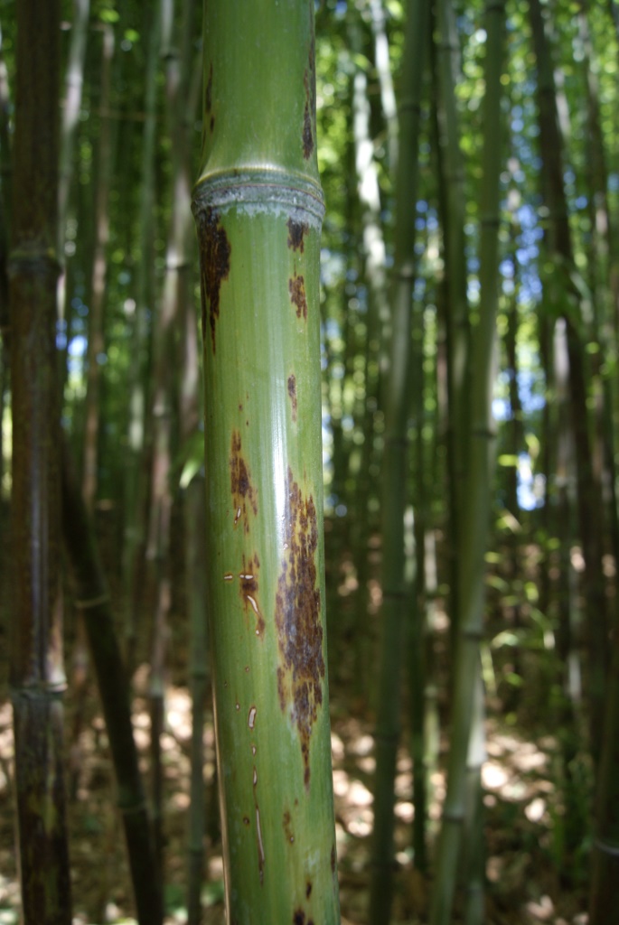 Tigerfleckenbambus, Phyllostachys nigra Boryana