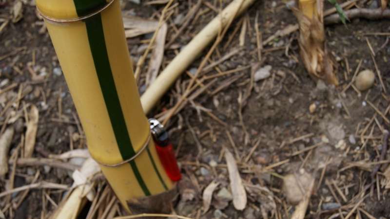 Zauber Bambus, Phyllostachys vivax Aureocaulis