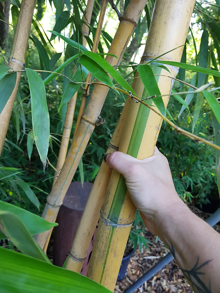 Zauber Bambus, Phyllostachys vivax Aureocaulis