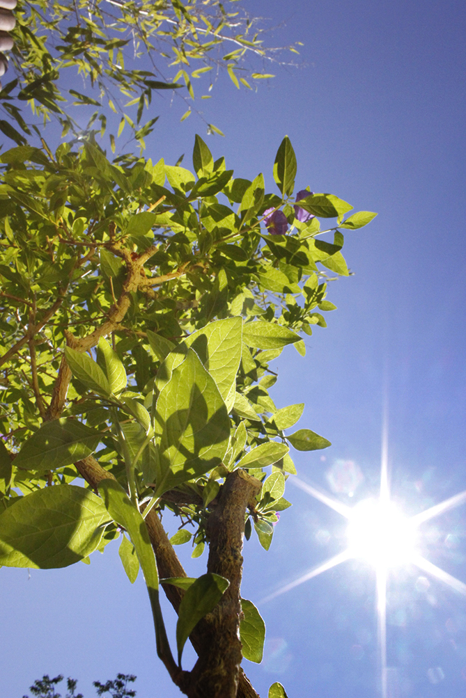 Solanum rantonnetii - Enzianstrauch