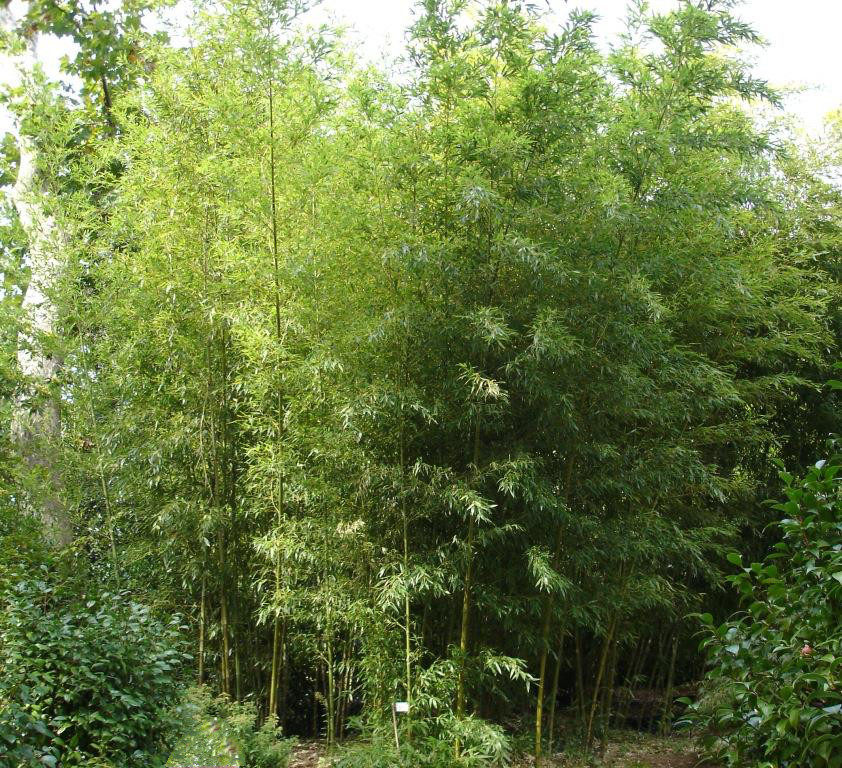 Tigerfleckenbambus, Phyllostachys nigra Boryana