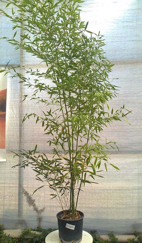 Grüner Bambus, Phyllostachys bissetii