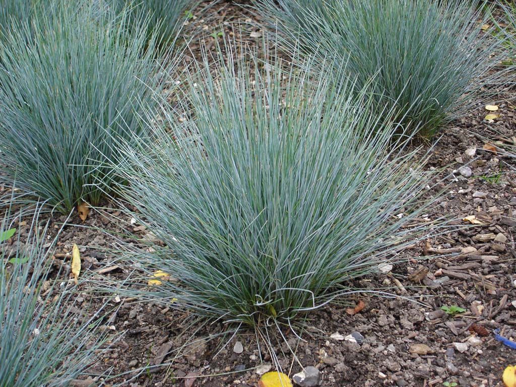 Blauschwingel, Festuca cinerea glauca