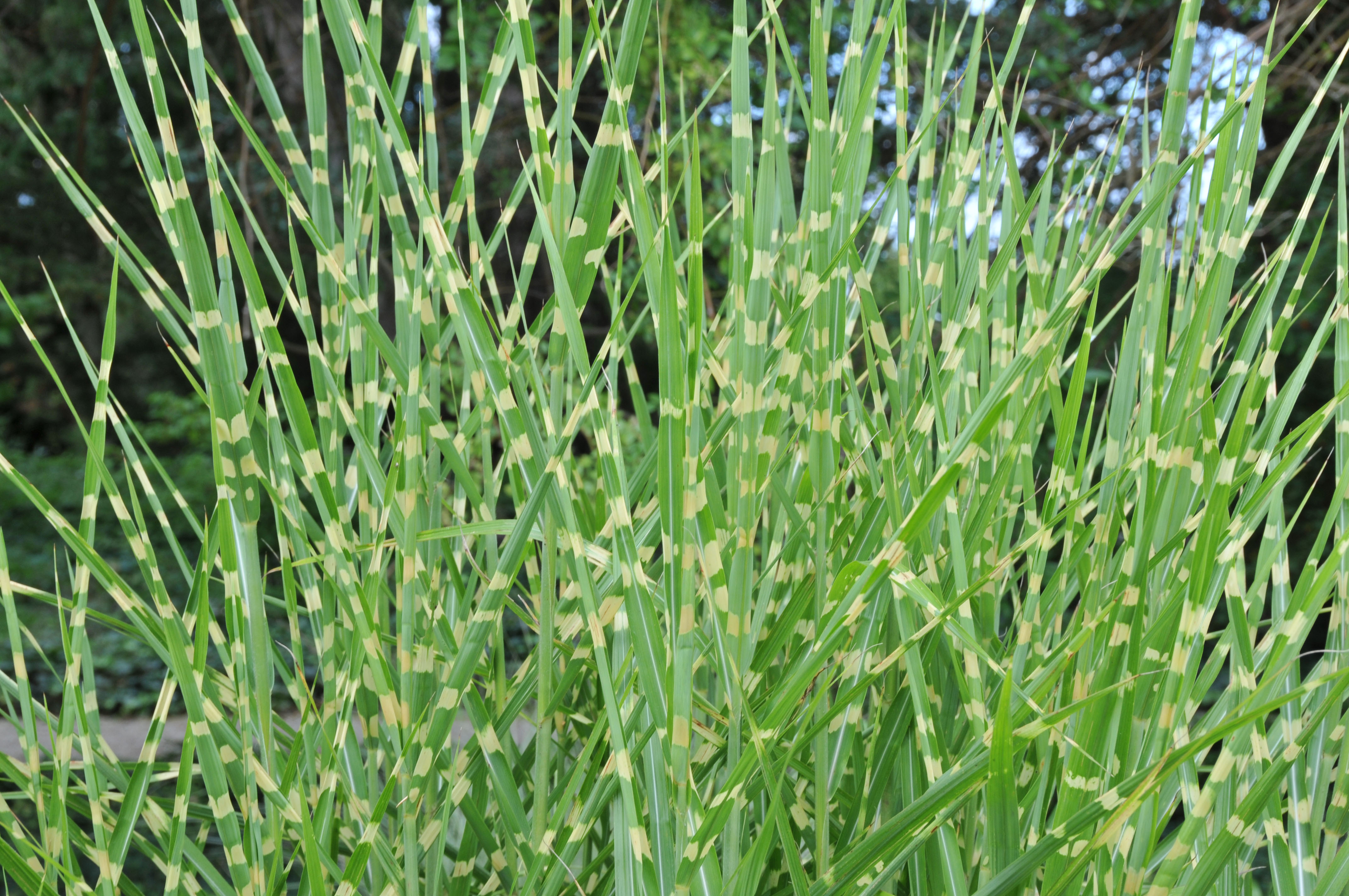 Stachelschweingras, Miscanthus sinensis strictus