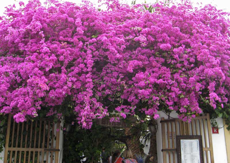 Bougainvillea glabra - Drillingsblume