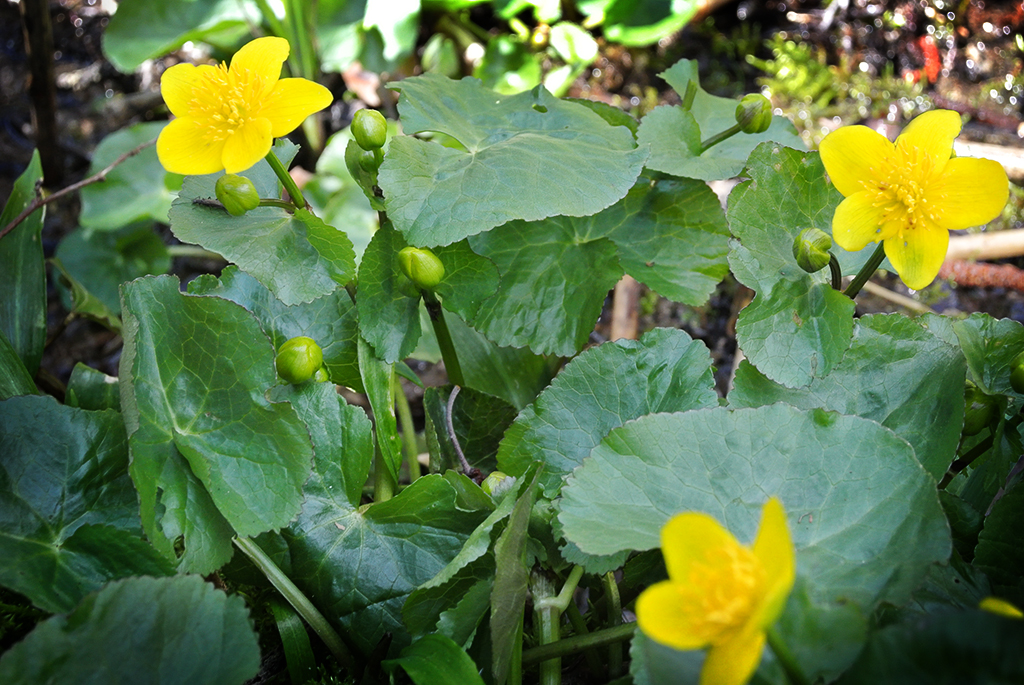 Caltha palustris, Sumpfdotterblume