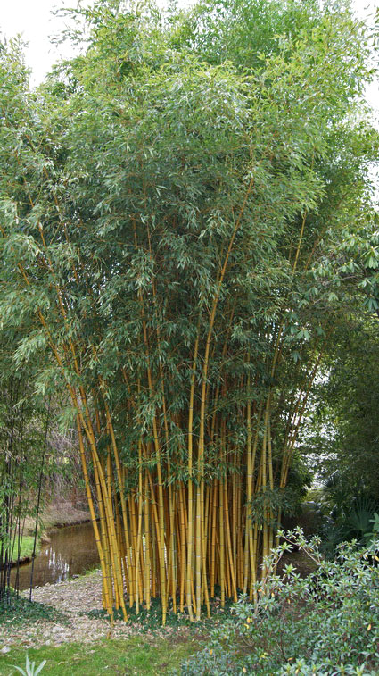 Goldener Peking Bambus, Phyllostachys aureosulcata Aureocaulis