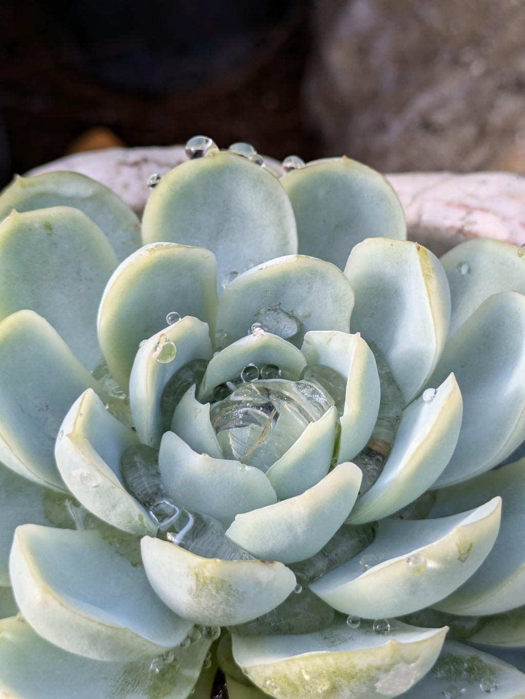 Echeveria, Fettblattrosette in 2 Sorten