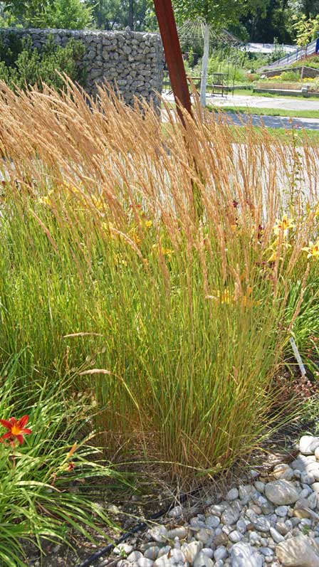 Reitgras, Calamagrostis x acutiflora Karl Förster