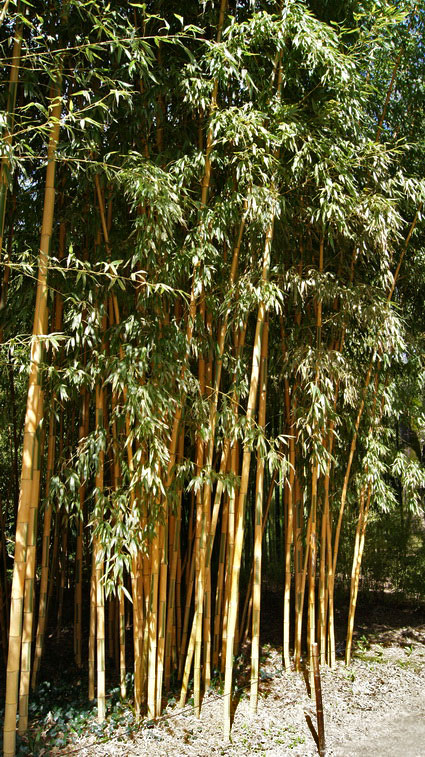 Golden Brillant Bambus, Phyllostachys bambusoides Castillonis