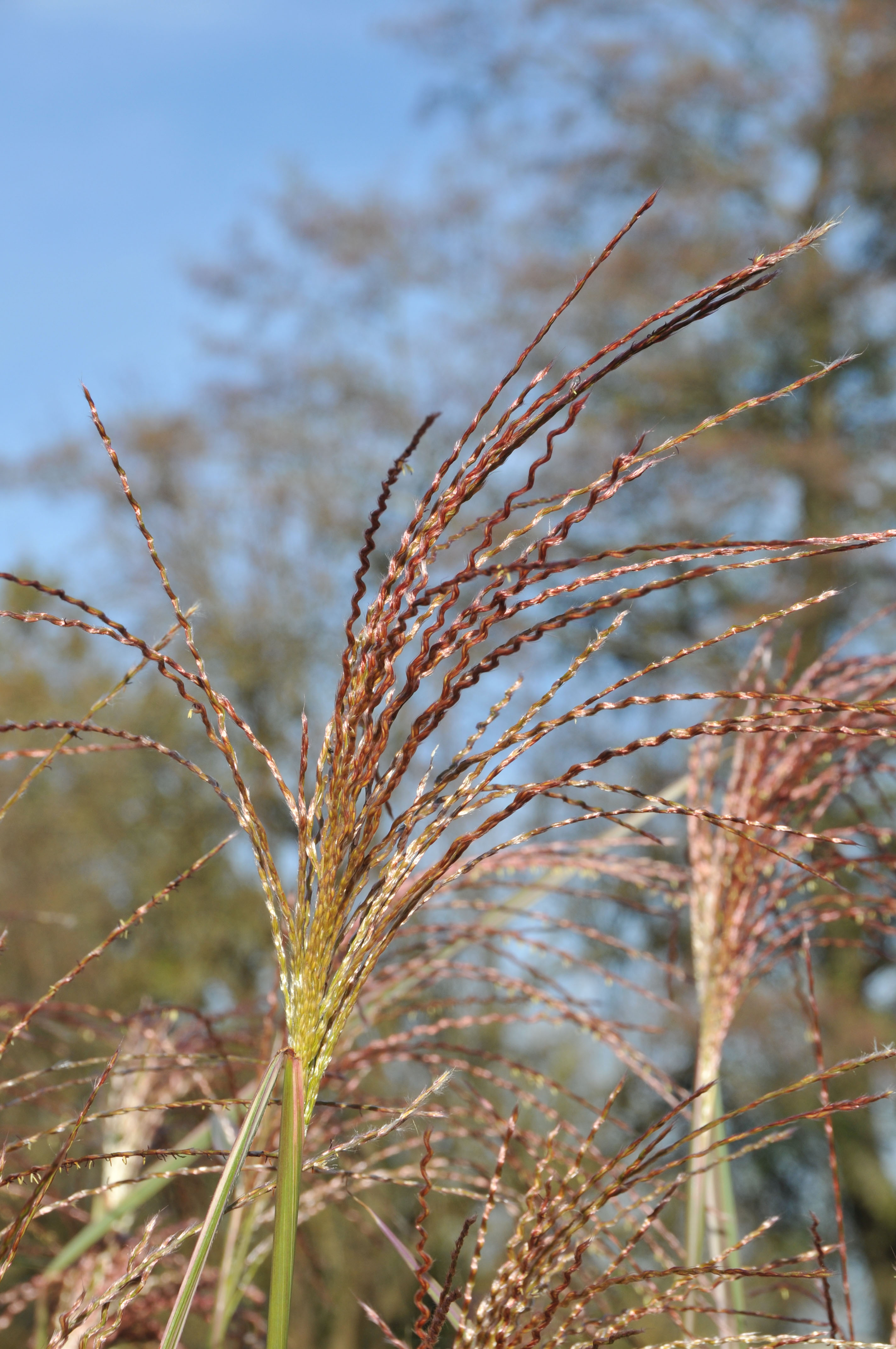 Weißbuntes Chinaschilf, Miscanthus sinensis Variegatus