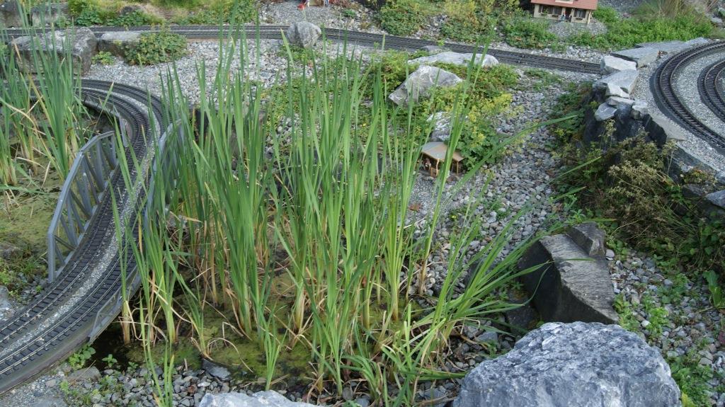 Typha angustifolia, Schmalblättriger Rohrkolben