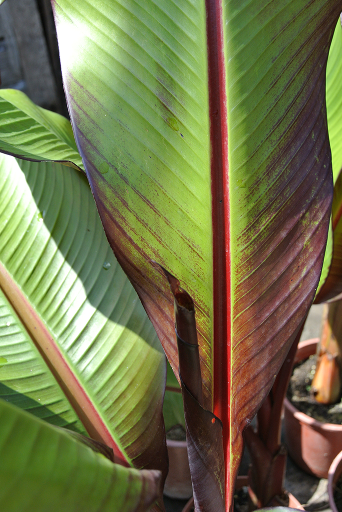 Rote Zierbanane - Ensete ventricosum Maurelli