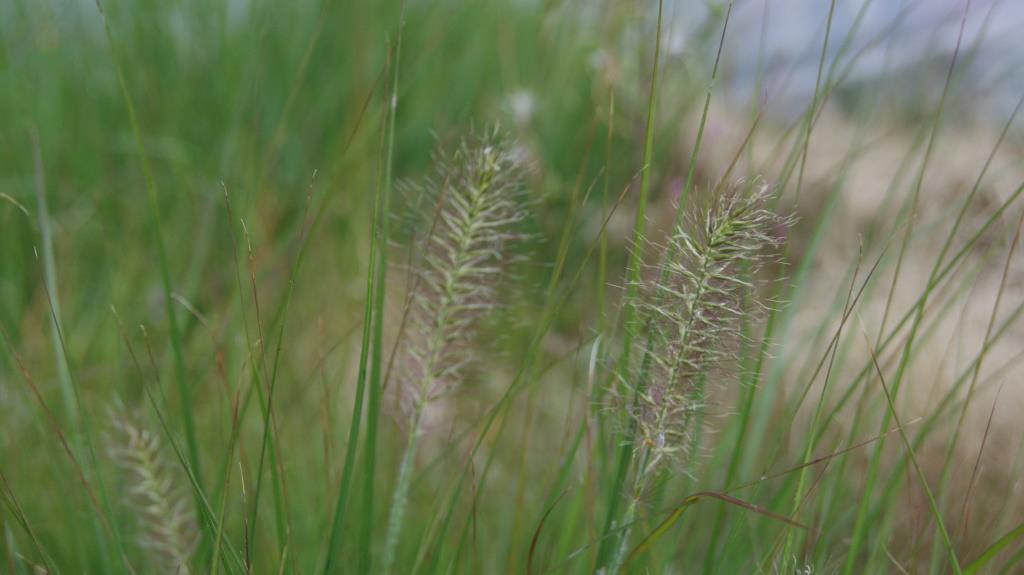 Federborstengras Compressum, Pennisetum alopecuroides compressum