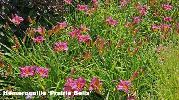 Taglilie, Hemerocallis in Sorten