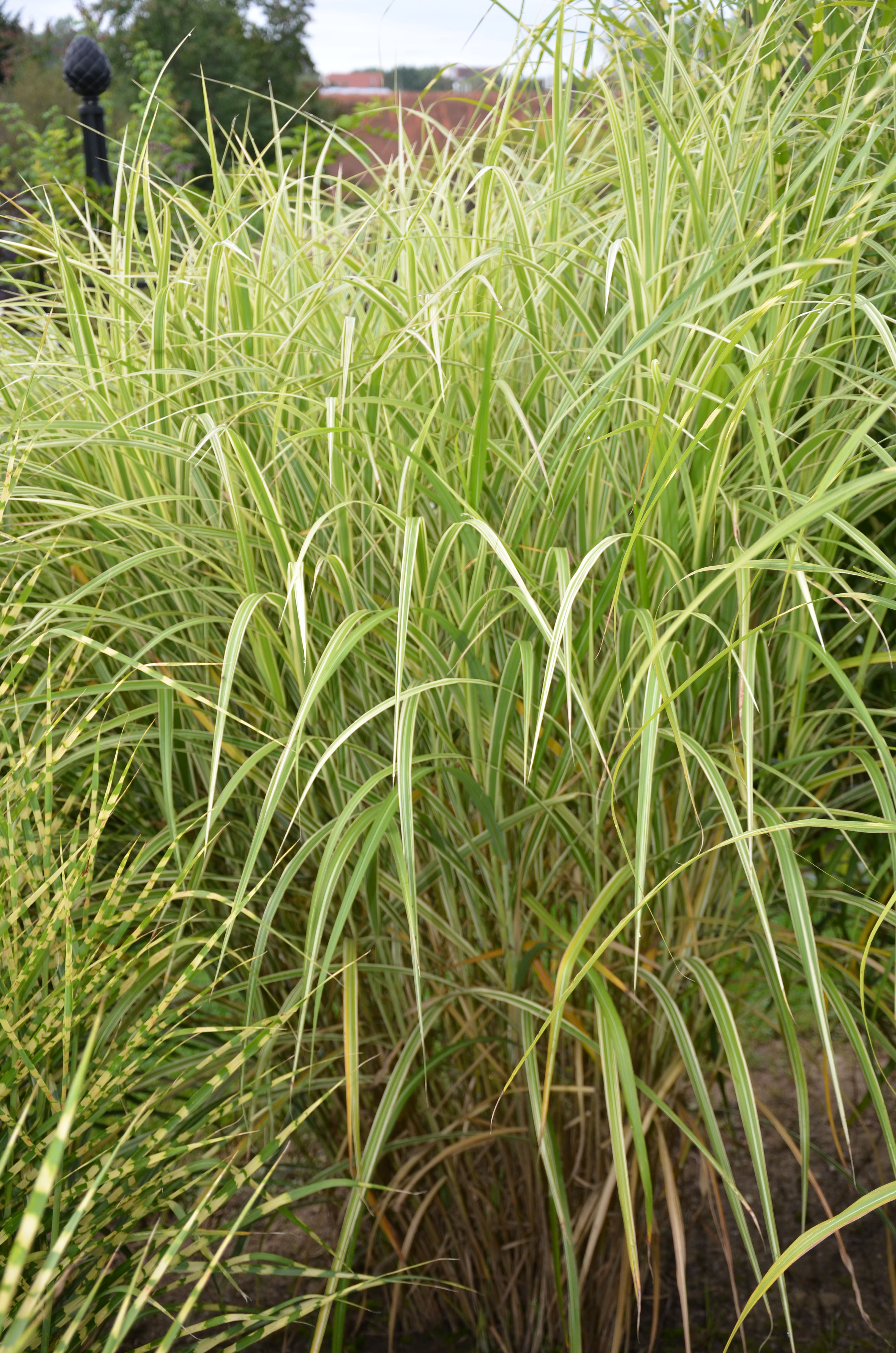 Weißbuntes Chinaschilf, Miscanthus sinensis Variegatus